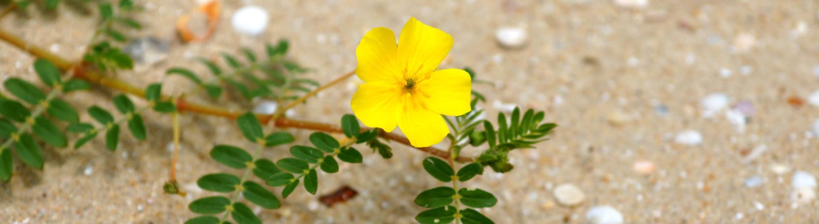 Buzdyganek naziemny a poziom testosteronu - co mówią badania?