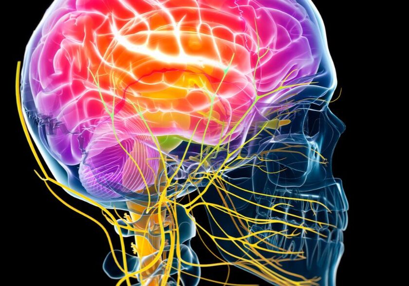 suplementy wspierajace zdrowie ukladu nerwowego witaminy z grupy b i inne skladniki suplementy wspierajace zdrowie ukladu nerwowego witaminy z grupy b i inne skladniki