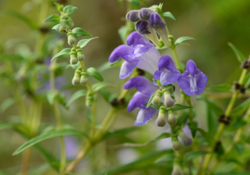 Tarczyca bajkalska w sezonie alergicznym: czy ma sens?
